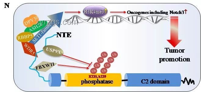Nature研究揭示：孕期缺铁影响胚胎性别，其意义深远